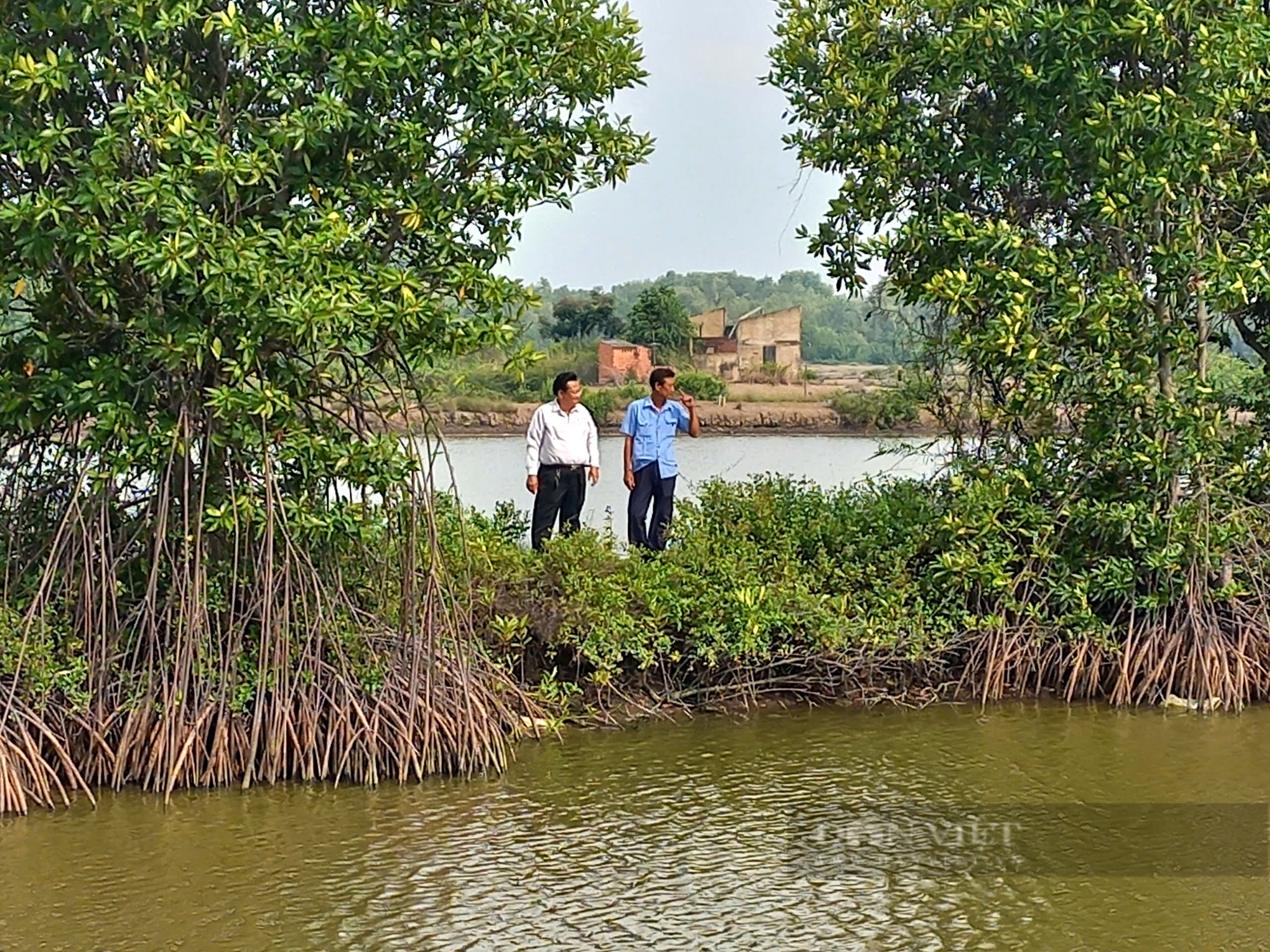 Loài cá trước nhiều vô kể ở miền Tây, chẳng ai ăn, giờ nông dân Cần Giờ rủ nhau nuôi, giá 100.000 đồng/kg - Ảnh 1.