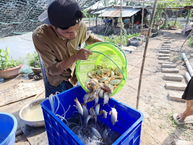 Đây là loại cá đặc sản bán hút hàng ở Đồng Tháp, dân dễ nhầm với cá cảnh, nghe tên nhầm sang loài cá biển - Ảnh 2.