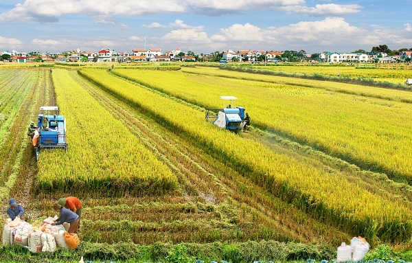 Cần Thơ đang tích cực tái cơ cấu nông nghiệp, xây dựng mô hình khuyến nông (Ảnh IT)