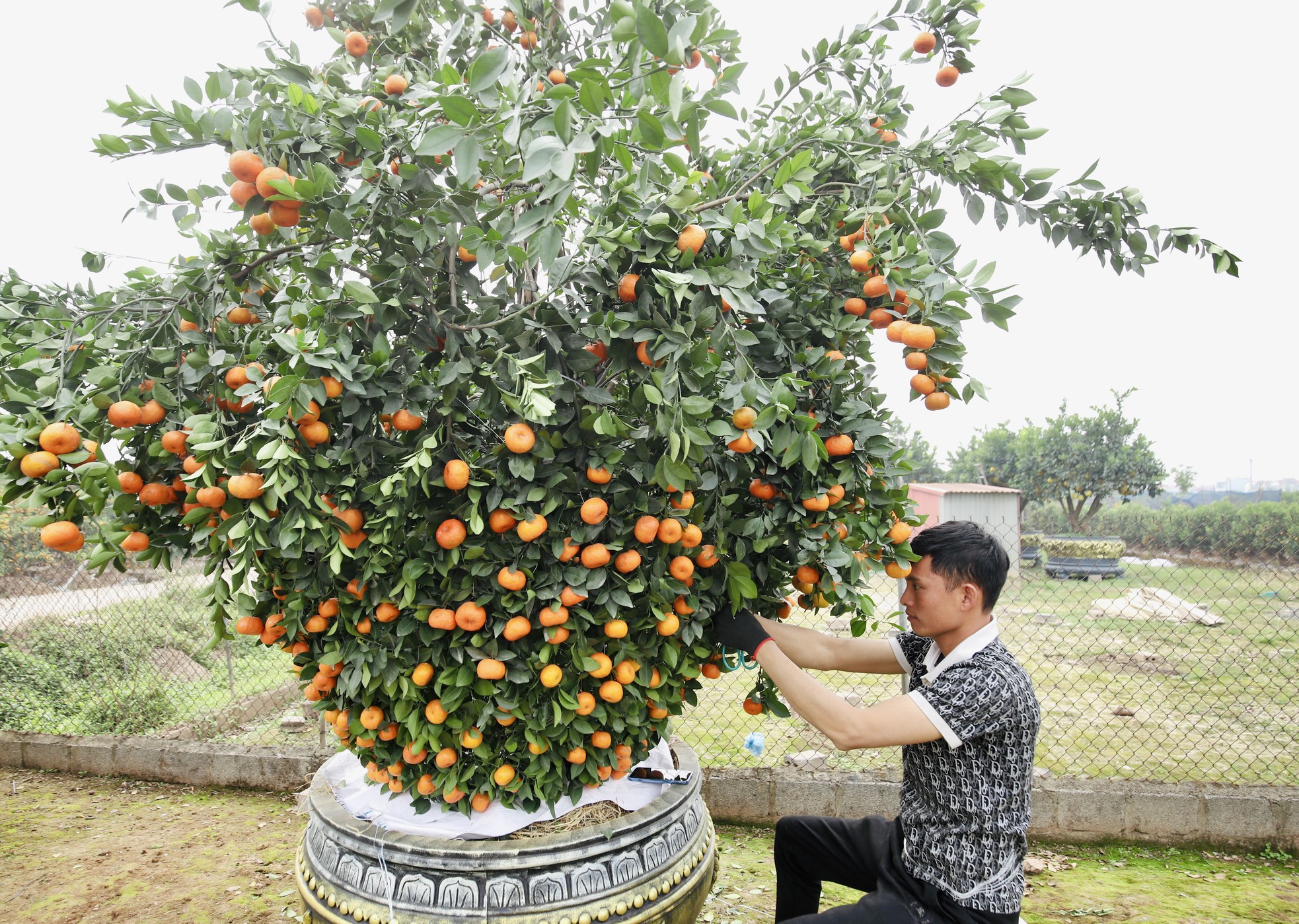 Chưa đến Tết, quýt 'bình hút lộc' khổng lồ giá chục triệu đồng đã cháy hàng ảnh 7