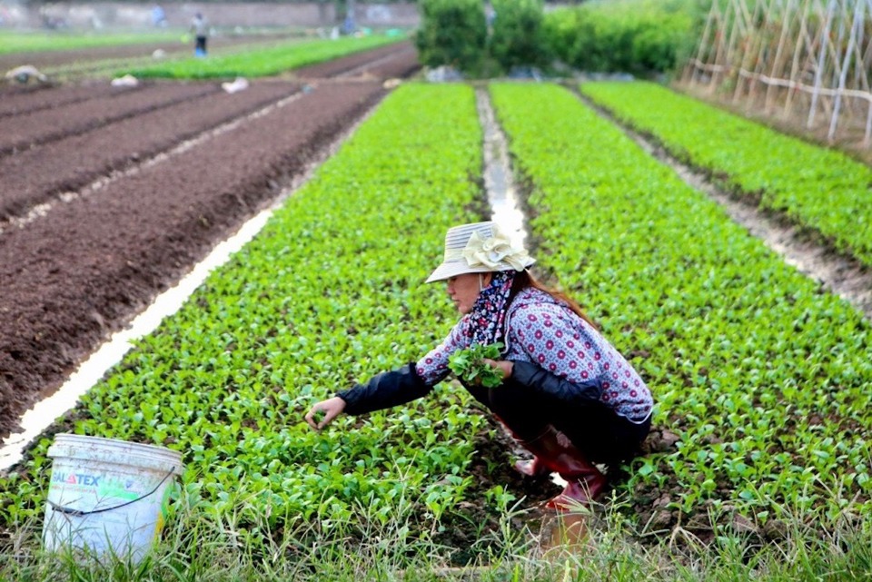 Chăm sóc rau màu trên cánh đồng thôn Đông Cao (xã Tráng Việt, huyện Mê Linh). Ảnh: Trọng Tùng