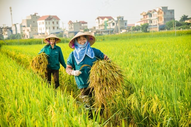 Tổng kim ngạch xuất khẩu nông lâm thủy sản toàn ngành ước đạt mức cao kỷ lục 62,5 tỷ USD (Ảnh IT)