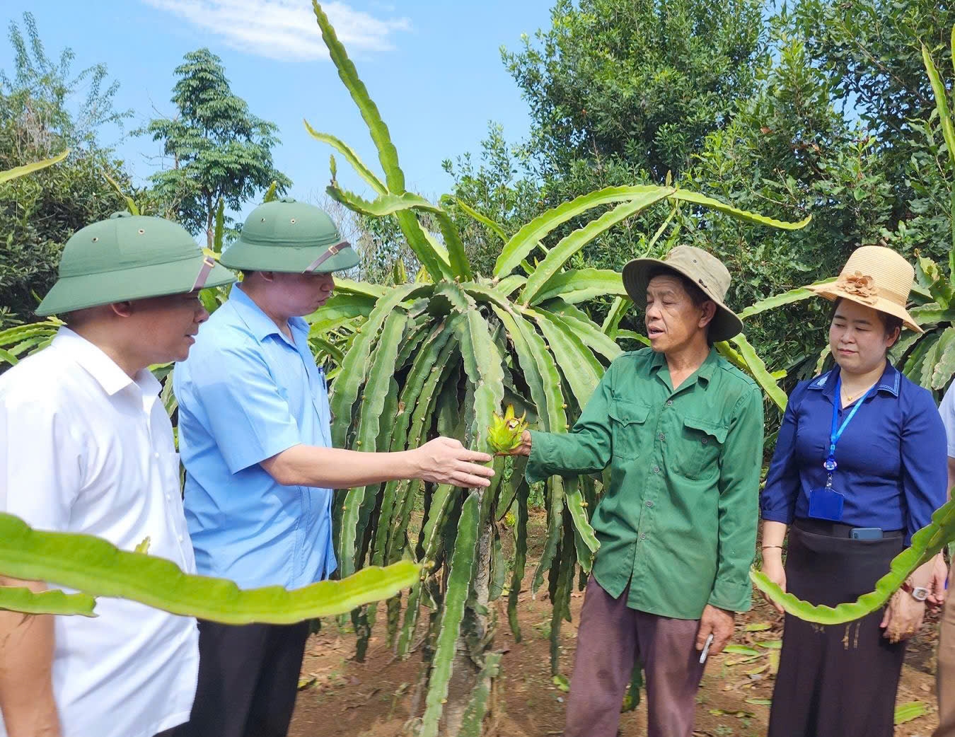 Lãnh đạo huyện Thuận Châu thăm mô hình thanh long ruột đỏ tại xã Chiềng Pha, huyện Thuận Châu (Sơn La)