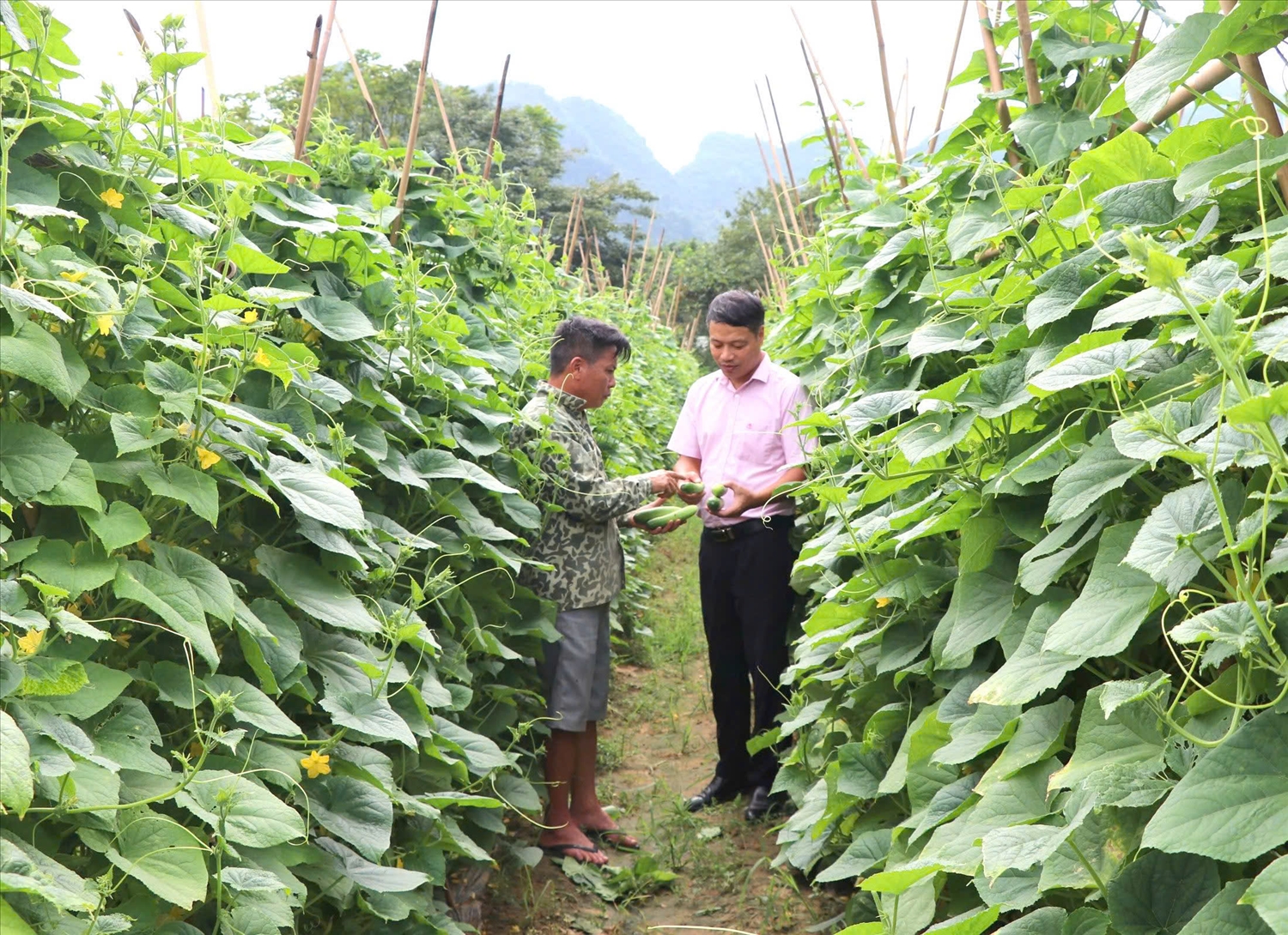 Nhờ nguồn vốn vay, gia đình ông Nguyễn Hữu Thanh (bên trái ảnh), thôn Đèo Mon đã có vốn phát triển kinh tế, nâng cao thu nhập cho gia đình.