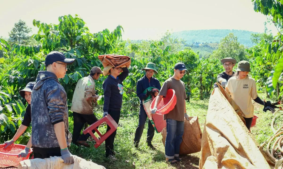 Dự báo giá cà phê ngày mai 27/12/2024: Giá cà phê