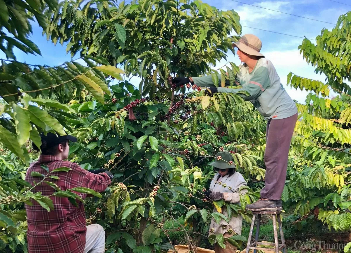 Người dân thu hoạch cà phê tại Xã Liên Hiệp, huyện Đức Trọng, tỉnh Lâm Đồng