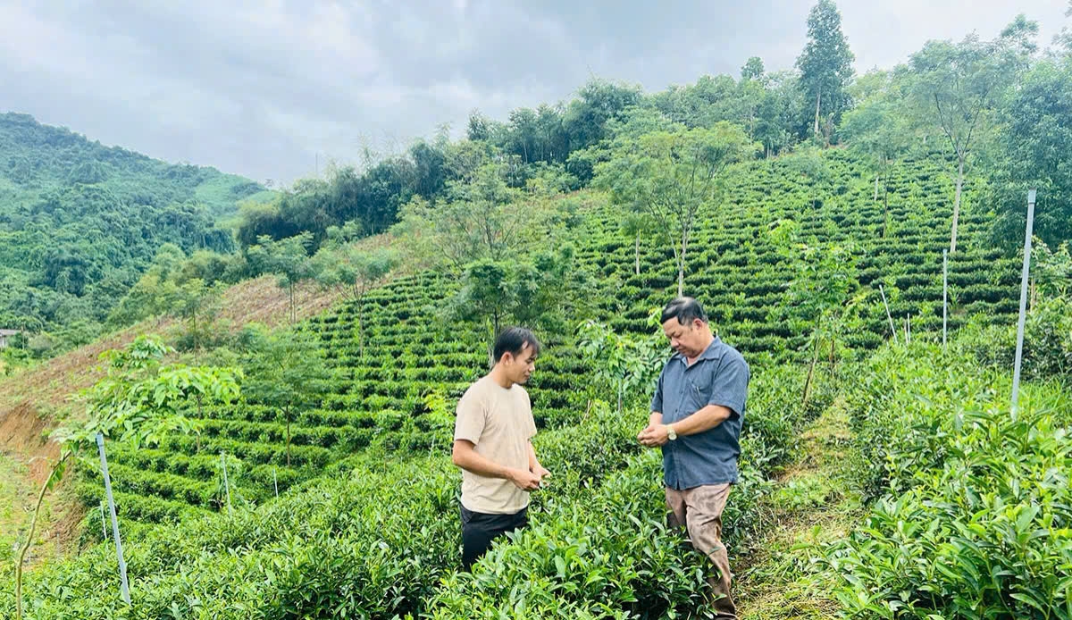 Ông Bàn Văn Dương (bên phải) Giám đốc HTX Chè Tân Thái 168 giới thiệu giống chè Long Vân.