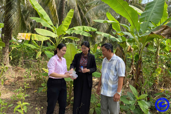 Một huyện của Tiền Giang đã thả 500.000 con ong ký sinh chỉ để tìm diệt một loài động vật quái ác hại dừa - Ảnh 1.