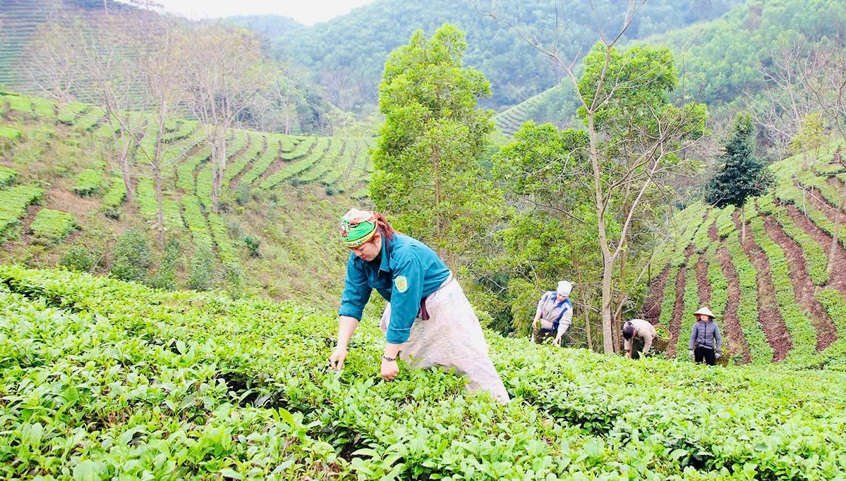 Người dân làng chè Vĩnh Tân, xã Tân Trào (Sơn Dương) thu hái chè.