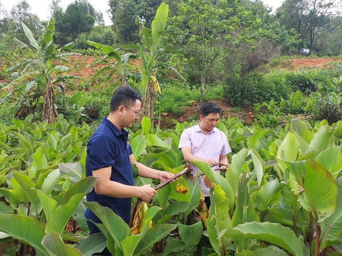 Anh Trần Văn Hoàng (áo xanh than) Giám đốc HTX Nông, lâm nghiệp và dịch vụ Húc Động kiểm tra chất lượng cây dong riềng