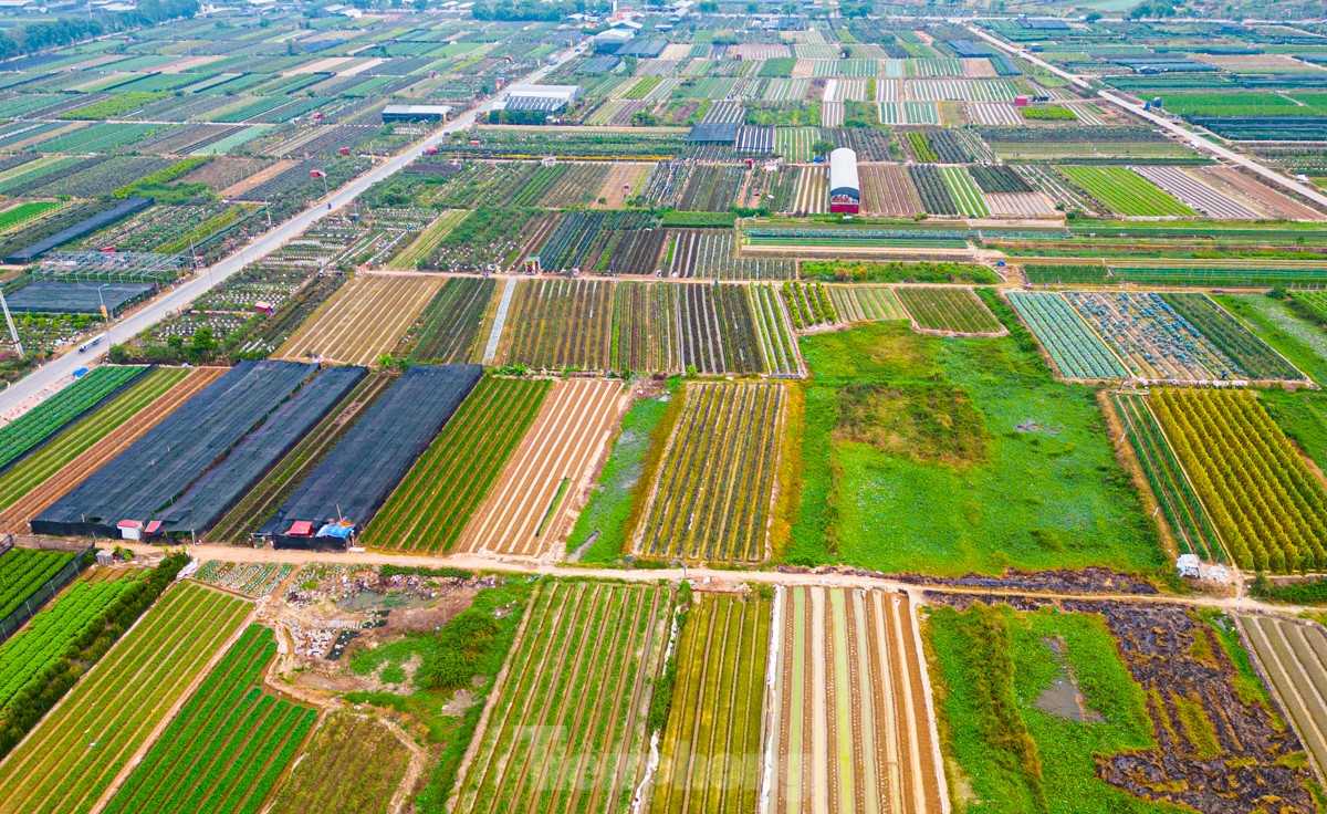 Người dân vùng trồng hoa Mê Linh tất bật vào vụ Tết Nguyên đán ảnh 1