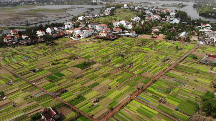 Làng rau Trà Quế nhìn từ trên cao.