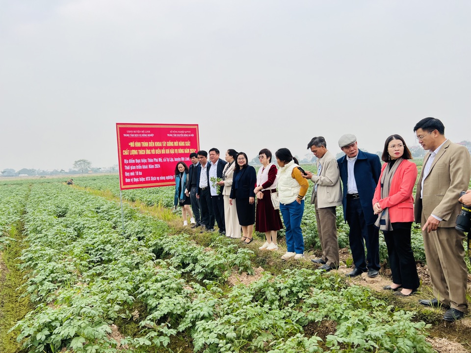 Các đại biểu tham quan thực tế mô hình trình diễn khoai tây giống mới năng suất, chất lượng, thích ứng với biến đổi khí hậu tại xã Tự Lập (huyện Mê Linh). Ảnh: Ánh Ngọc 