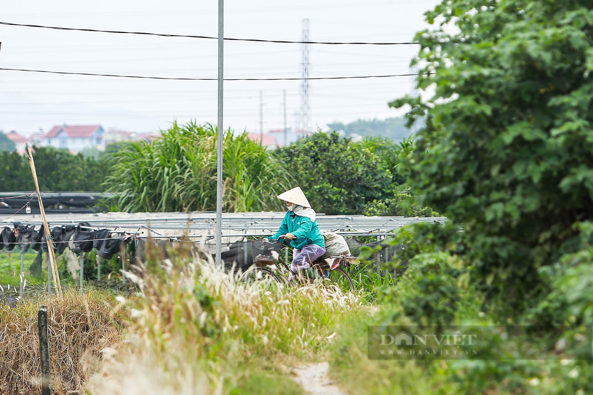 Nông dân Hà Nội trùm khăn kín mít, mặc áo mưa ra đồng làm việc dưới cái lạnh chỉ 15 độ C- Ảnh 1.