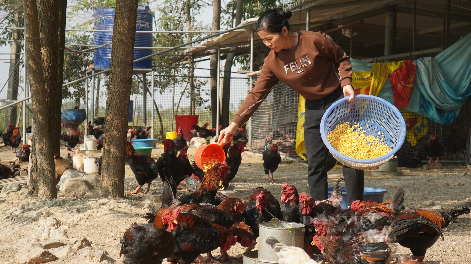 Nuôi gà Hồ “tiến vua”, nông dân Bắc Ninh bán giá cao mà vẫn đắt hàng - Ảnh 1.