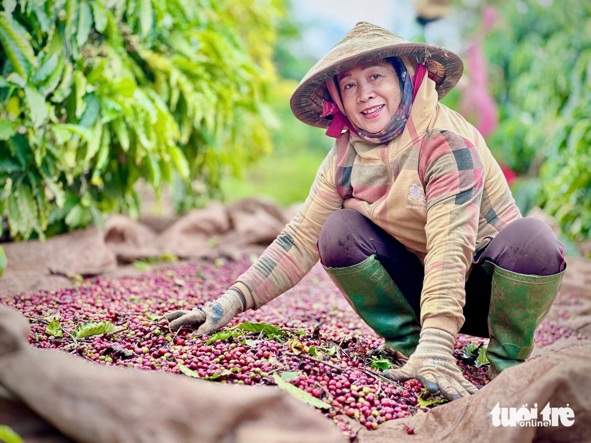 Canh tác cà phê thông minh cây mới sai trái, được mùa, bà con mới khá giả - Ảnh 1.