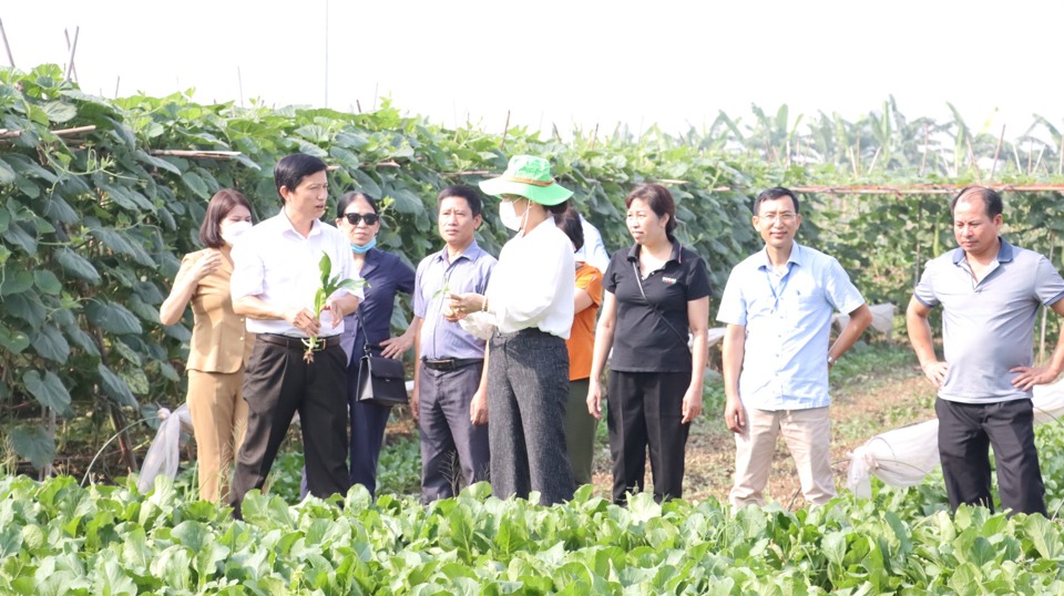 Đoàn công tác Sở NN&PTNT Hà Nội khảo sát vùng sản xuất rau an toàn tại xã Văn Đức, huyện Gia Lâm. Ảnh: Ngọc Ánh 