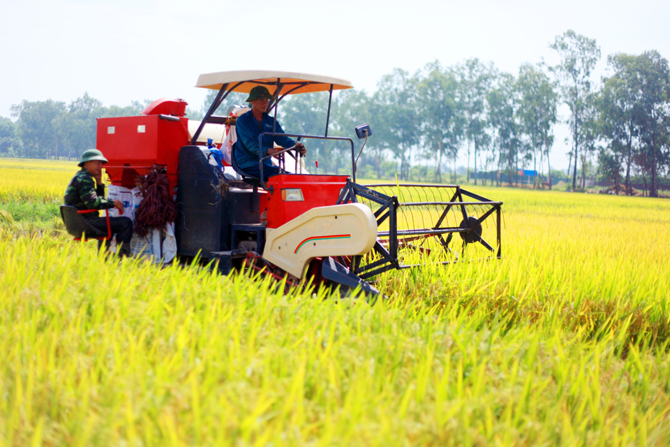 Cơ giới hóa trong thu hoạch lúa tại huyện Thạch Thất. Ảnh: Phạm Hùng