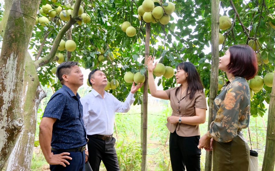 Mô hình trồng bưởi Tam Vân mang lại hiệu quả kinh tế cao tại huyện Phúc Thọ.