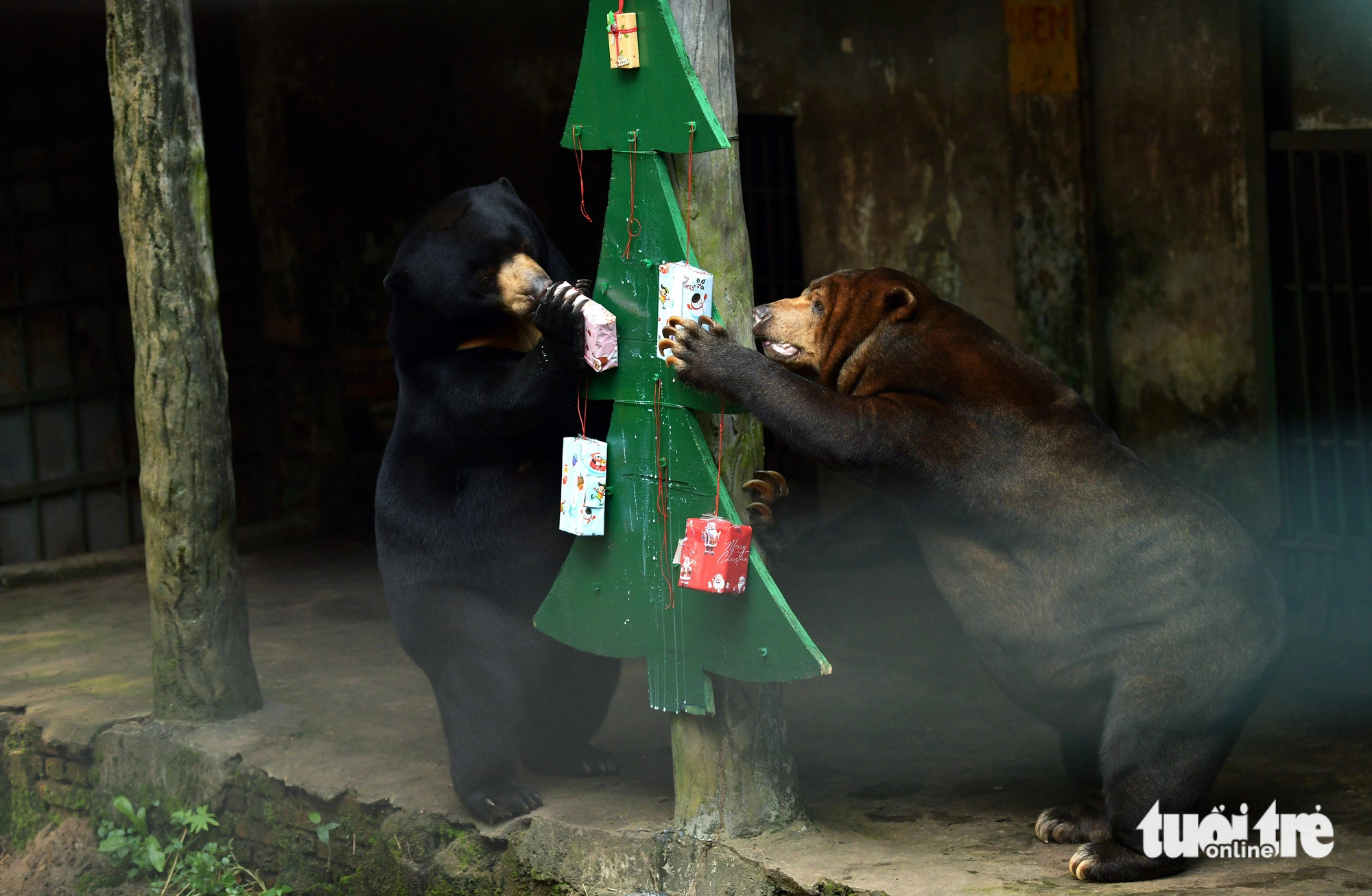 Thảo cầm viên mừng sinh nhật “công chúa Noel” - Ảnh 1.