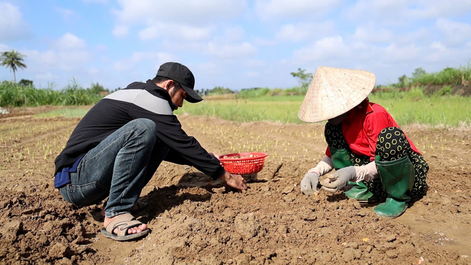 Người dân xã Nghĩa Hà tranh thủ xuống giống lay ơn phục vụ thị trường Tết.