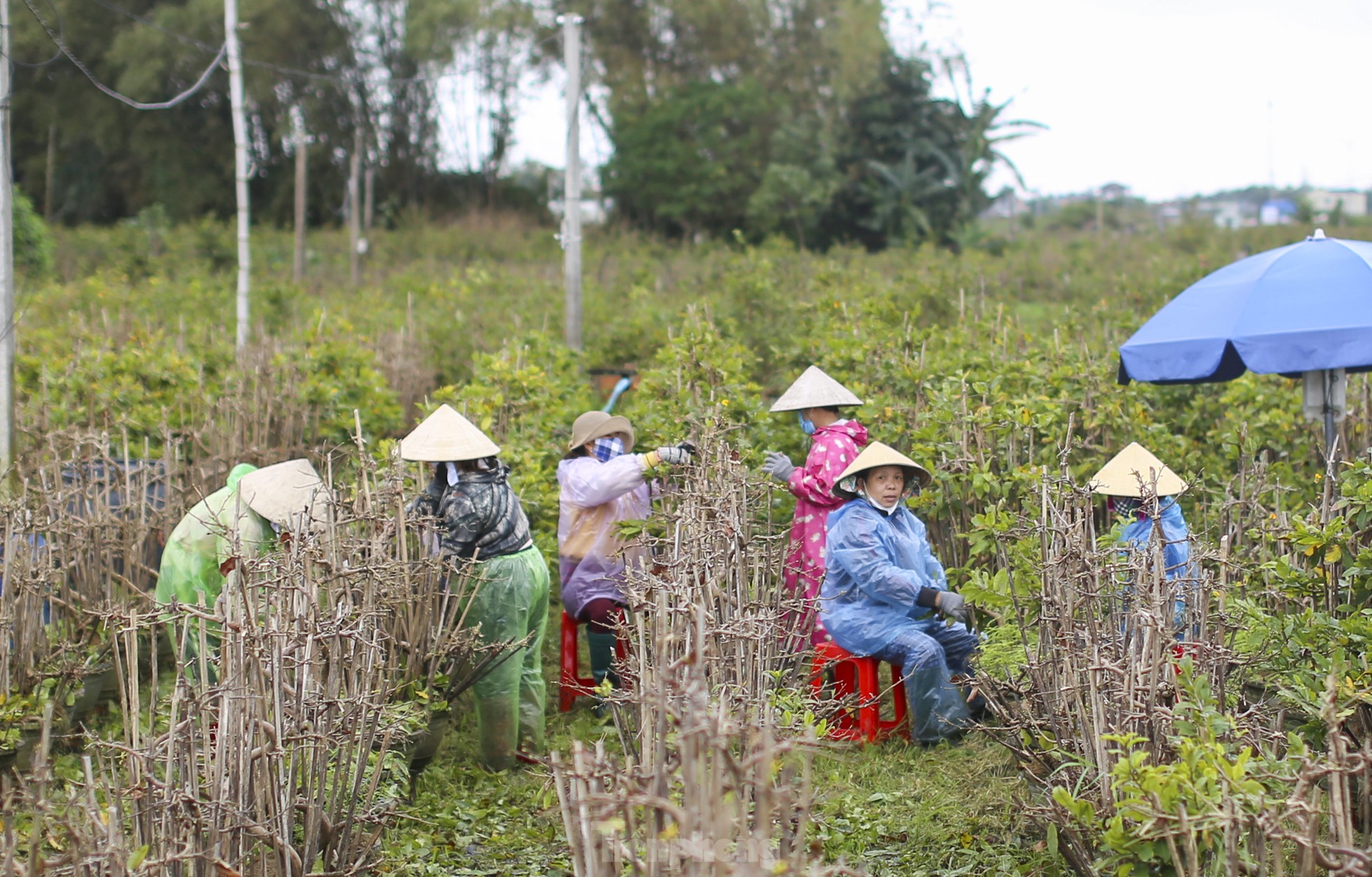 Thủ phủ mai vàng miền Trung 'thay áo' mới đón Tết ảnh 1