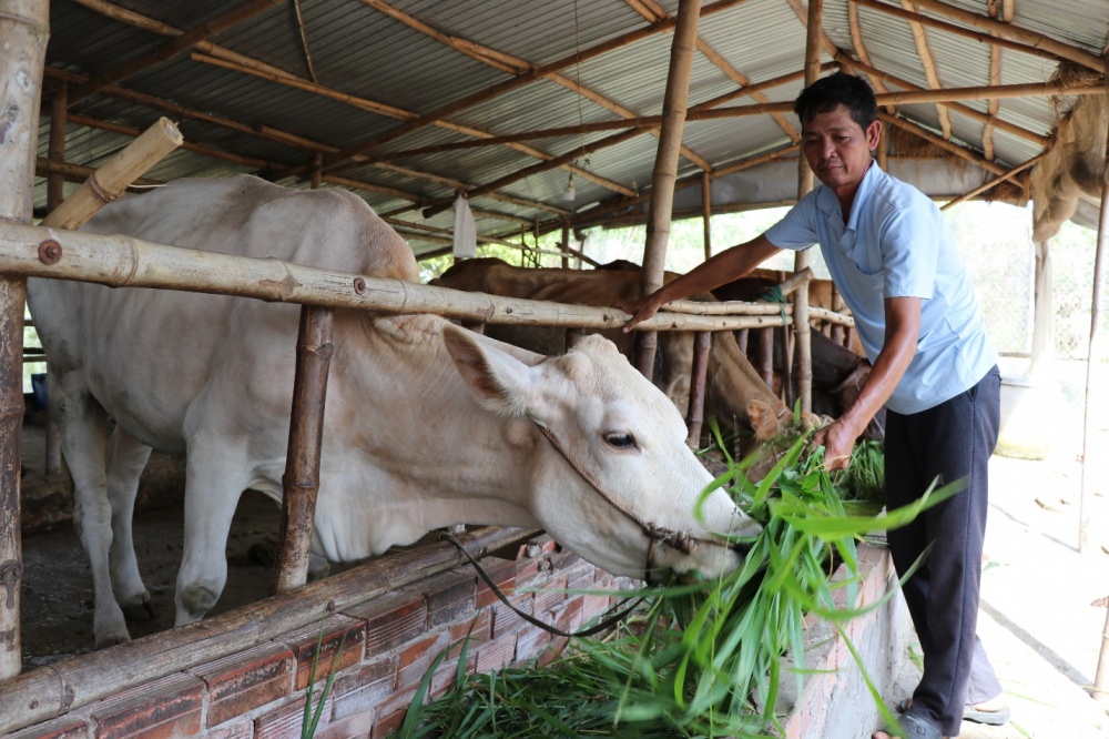 Gia đình ông Nguyễn Quốc Toàn, xã Đa Lộc, huyện Châu Thành thoát nghèo nhờ được tiếp cận nguồn vốn tín dụng chính sách