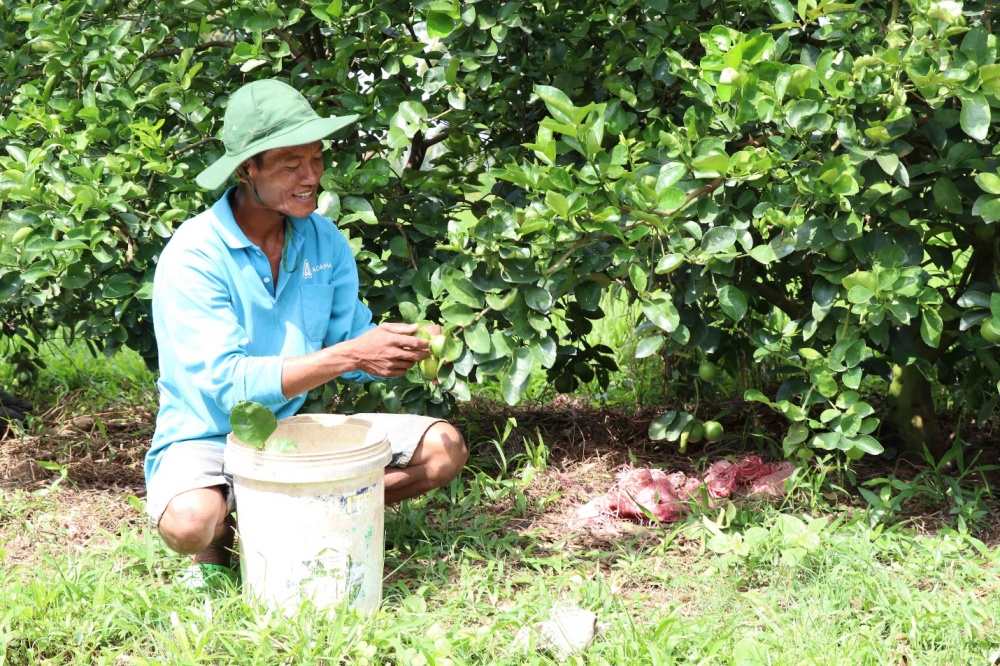 Nông dân Kim Hoài Phương, xã Huyền Hội, huyện Càng Long được vay vốn 50 triệu đồng từ nguồn tín dụng chính sách thông qua Hội nông dân xã Huyền Hội để đầu tư trồng chanh không hạt