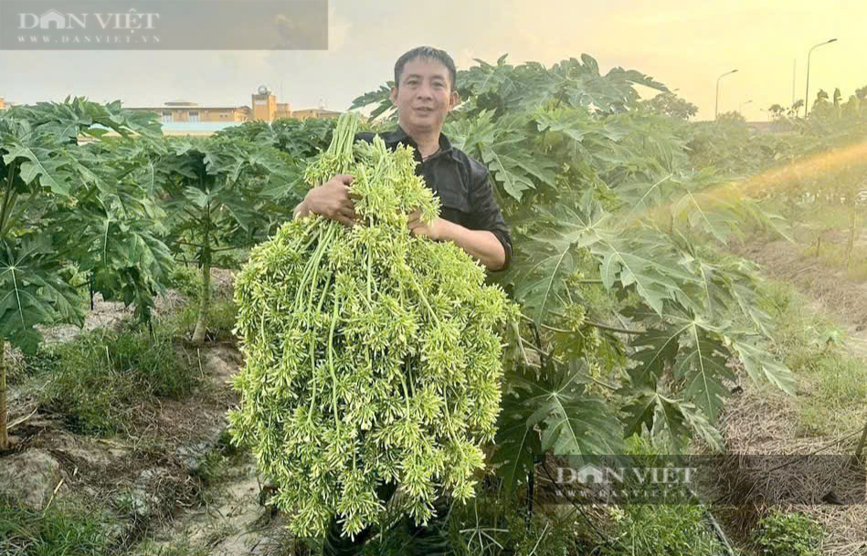 Trồng loại cây có bông “thần dược”, anh nông dân Sài thành làm dược phẩm nhẹ nhàng thu lời - Ảnh 1.