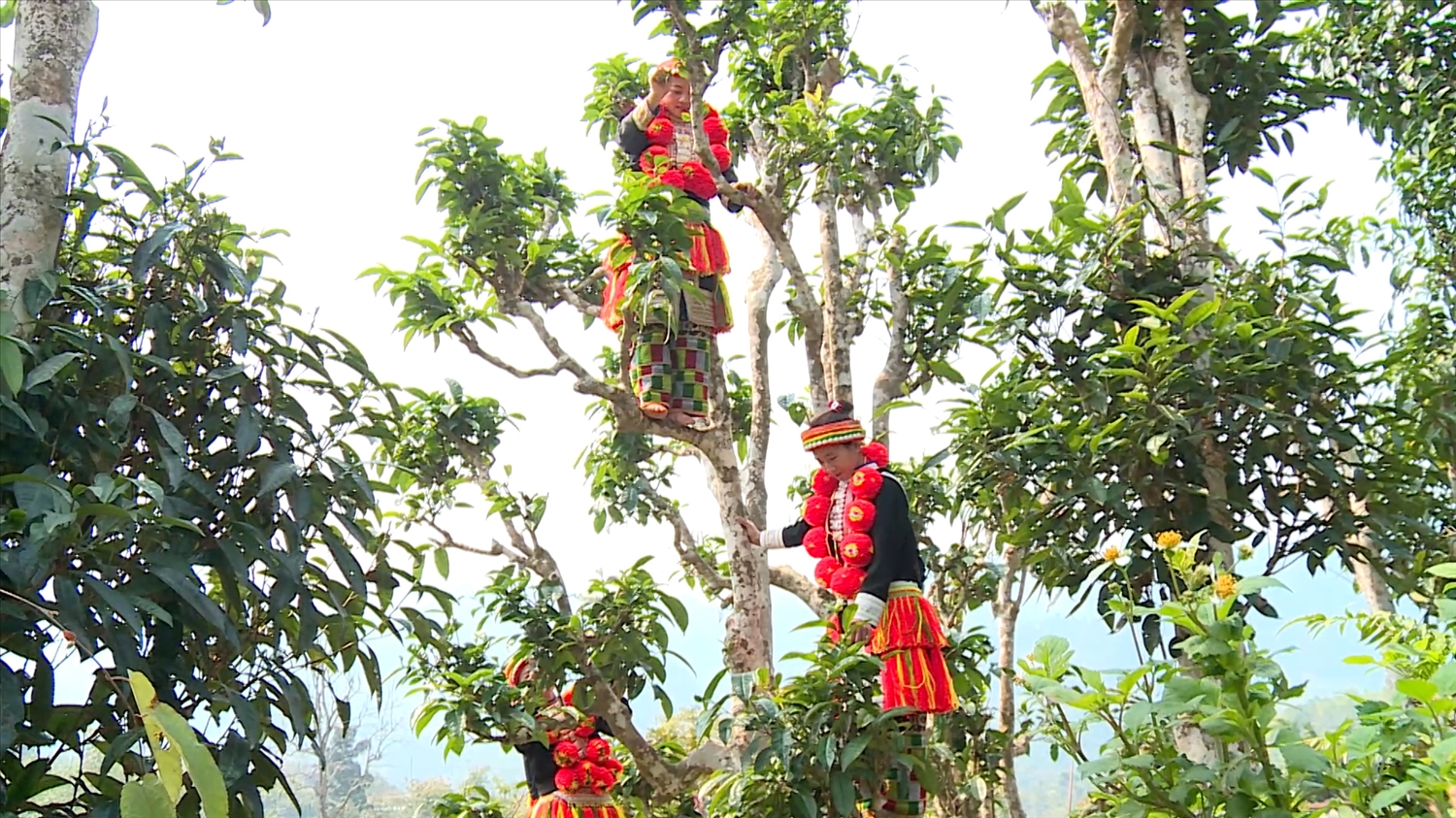 Người dân xã Sơn Phú (Na Hang) thu hoạch chè Shan tuyết.