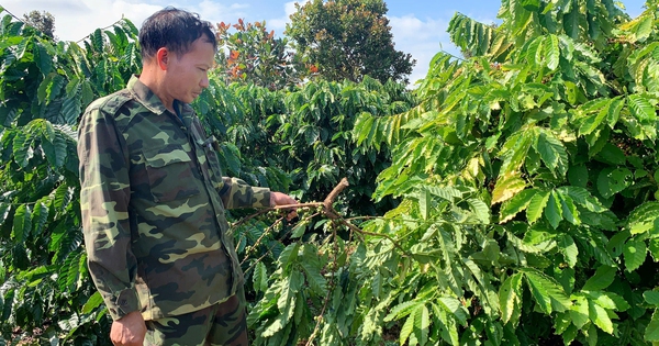 Giá cao kỷ lục, nông dân Tây Nguyên thức trắng đêm canh giữ “vàng nâu” - Ảnh 1.