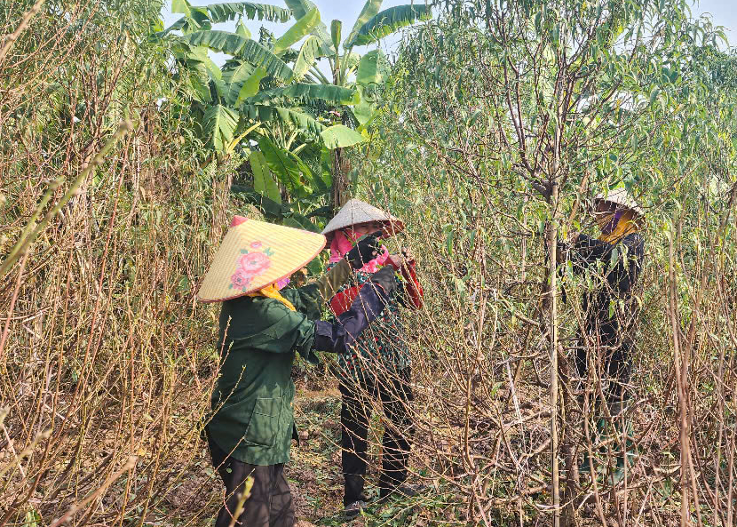 Vựa đào Thái Bình tất bật vào vụ Tết, thương lái đặt cả vườn- Ảnh 1.