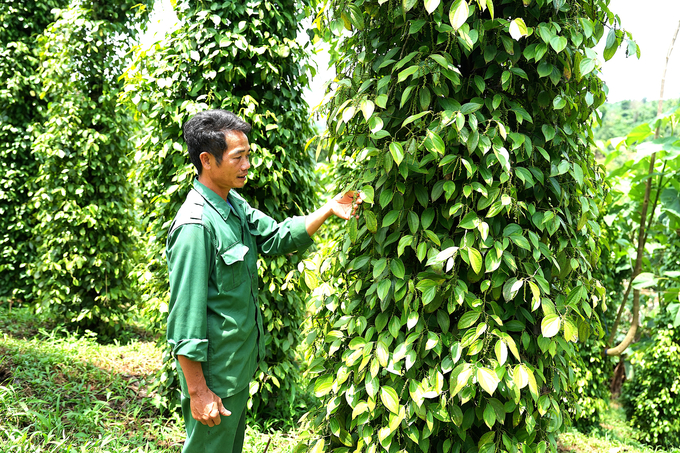 Ông Lê Đình Hùng giới thiệu vườn tiêu canh tác chuẩn hữu cơ. Ảnh: Hồng Thủy.