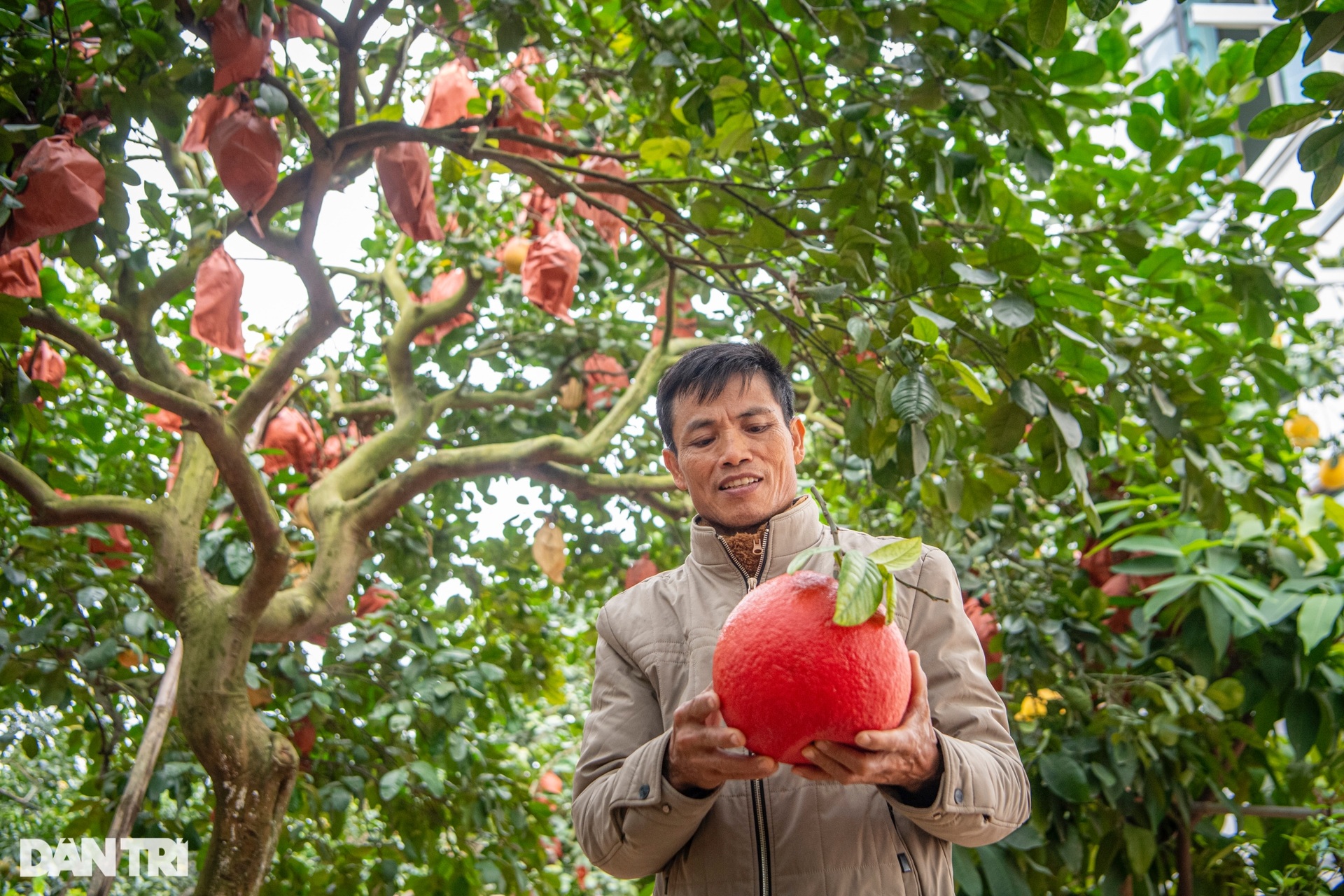 Nông dân Hà Nội trồng loại bưởi lạ, không nhận khách đặt mua do cháy hàng - 3