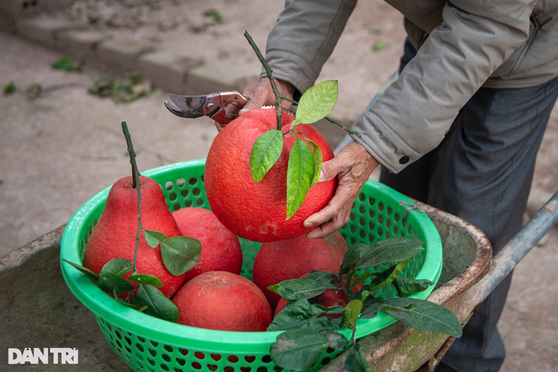 Nông dân Hà Nội trồng loại bưởi lạ, không nhận khách đặt mua do cháy hàng - 6