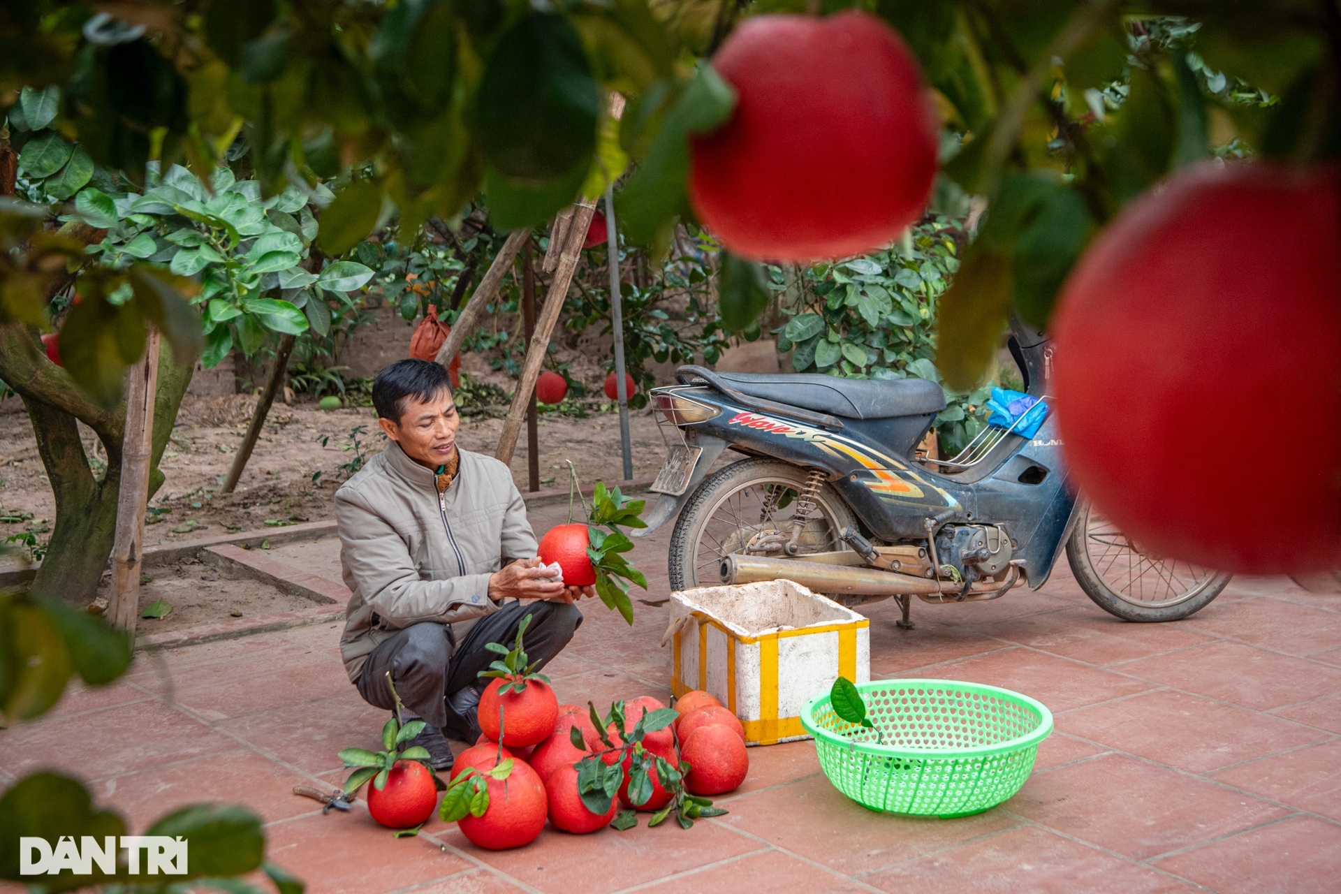 Nông dân Hà Nội trồng loại bưởi lạ, không nhận khách đặt mua do cháy hàng - 7