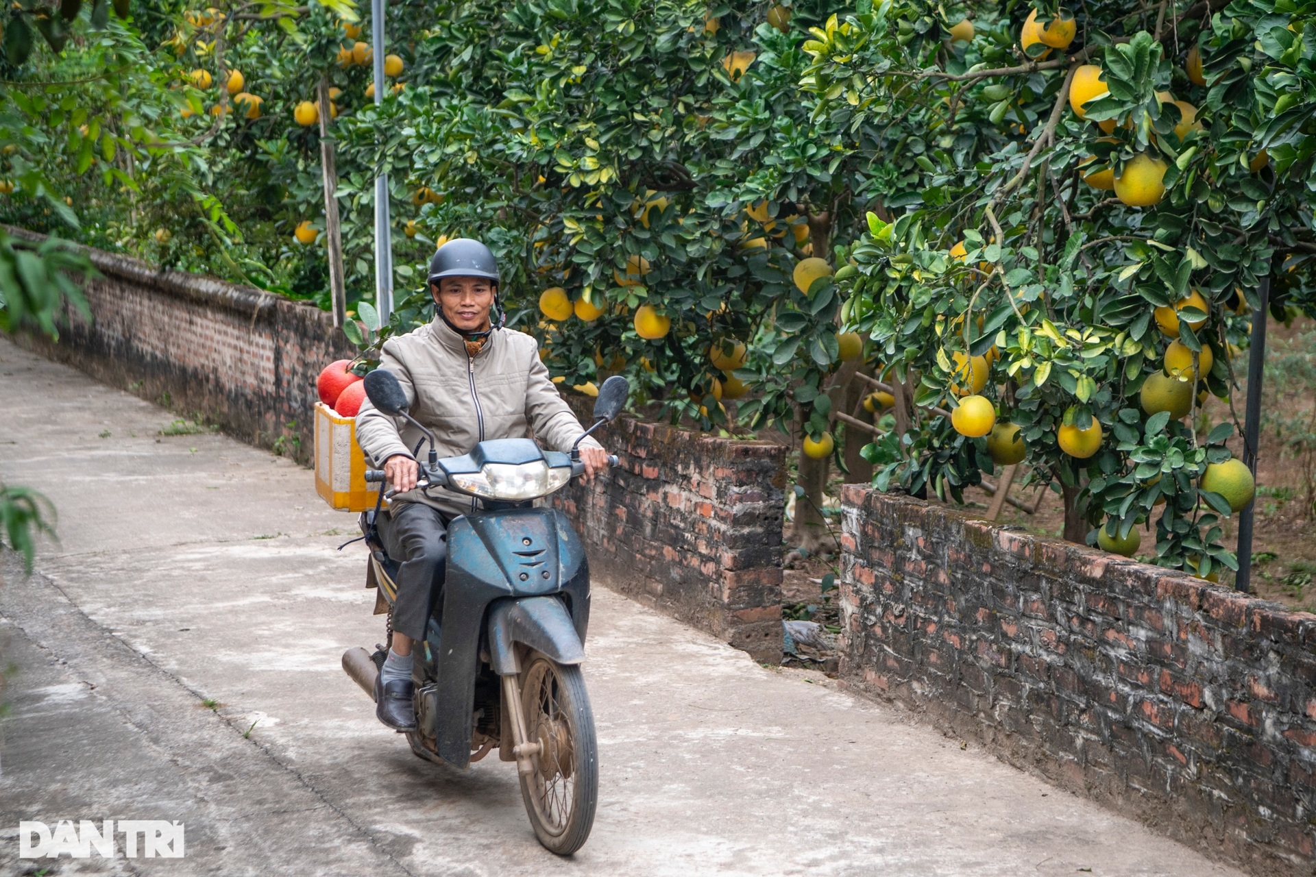 Nông dân Hà Nội trồng loại bưởi lạ, không nhận khách đặt mua do cháy hàng - 8