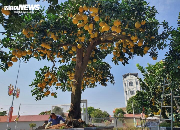 Do cây bưởi quá sai quả, thân to rất vững chãi, tán cực kỳ rộng, nhìn lên như mái nhà, được ông Chính đặt tên là “Mái ấm gia đình”.