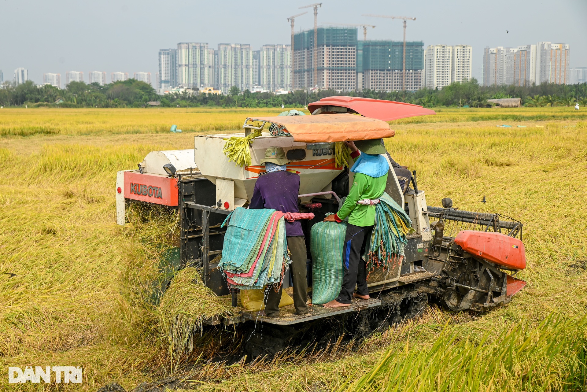 Người dân TPHCM tất bật gặt lúa trên cánh đồng ở khu đất kim cương - 3