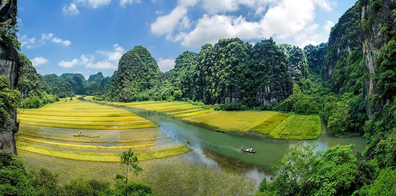 Mùa vàng Tam Cốc.