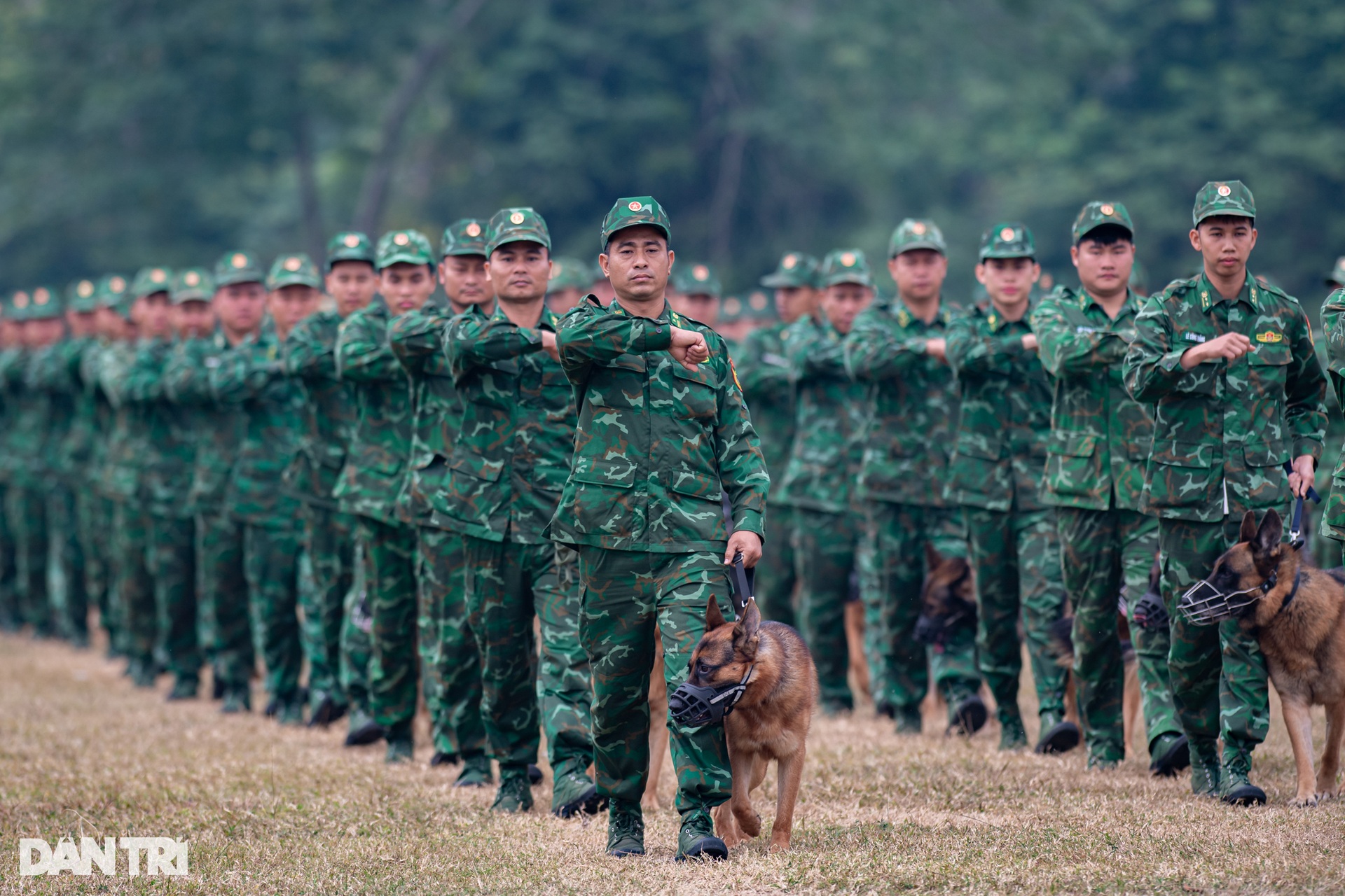 Quân khuyển trình diễn vượt vòng lửa, bắt tội phạm ở Triển lãm Quốc phòng - 13