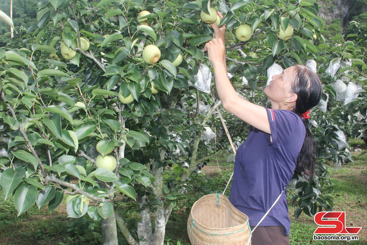 Xây dựng sản phẩm OCOP lê Tai Nung