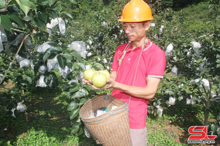 Xây dựng sản phẩm OCOP lê Tai Nung