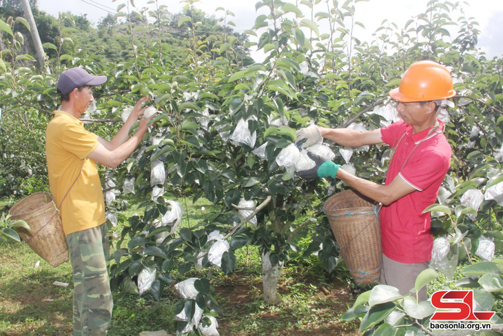 Xây dựng sản phẩm OCOP lê Tai Nung