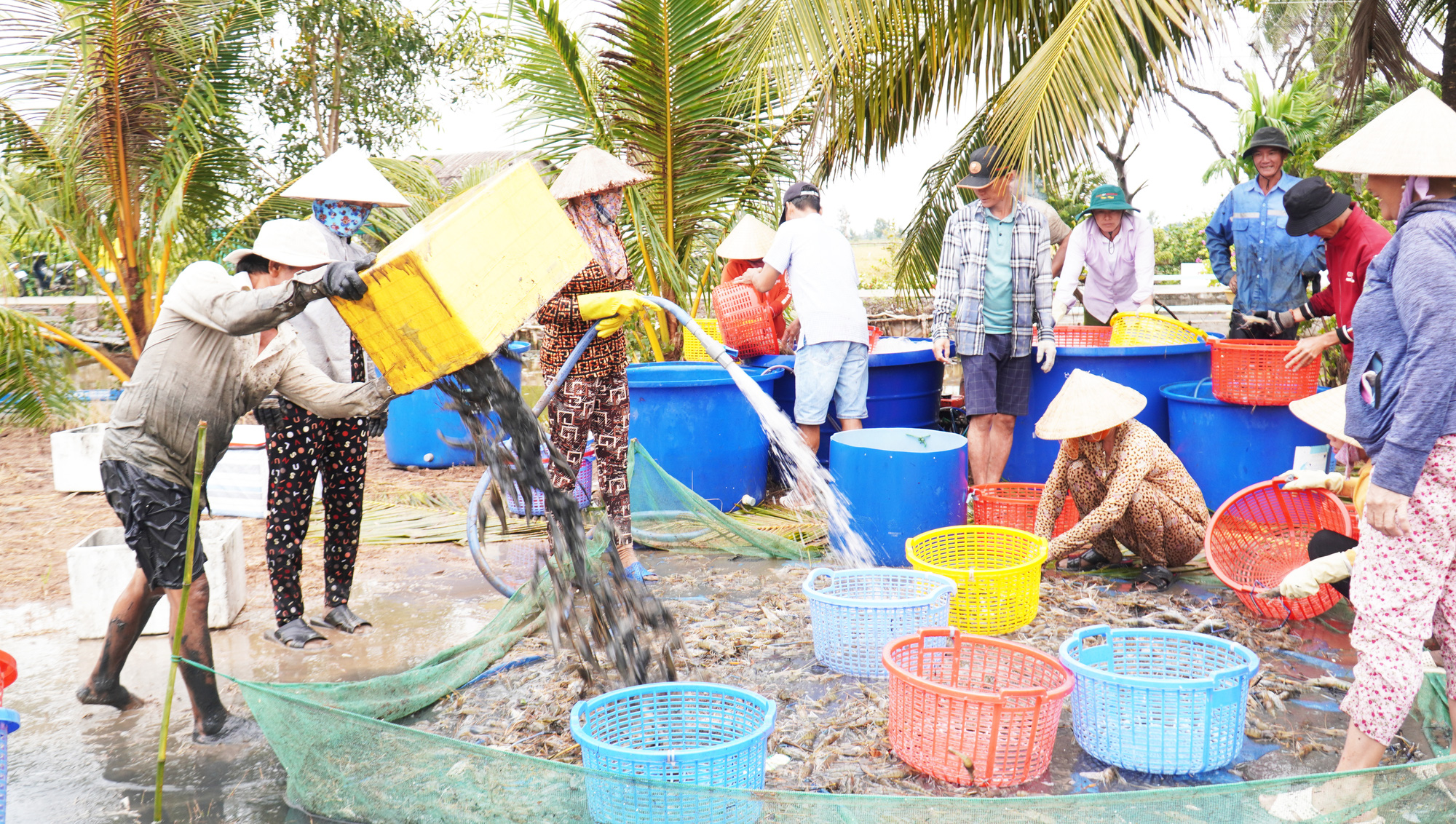 Nông dân miền Tây trúng mùa, được giá bắt tôm càng ăn Tết - Ảnh 2.