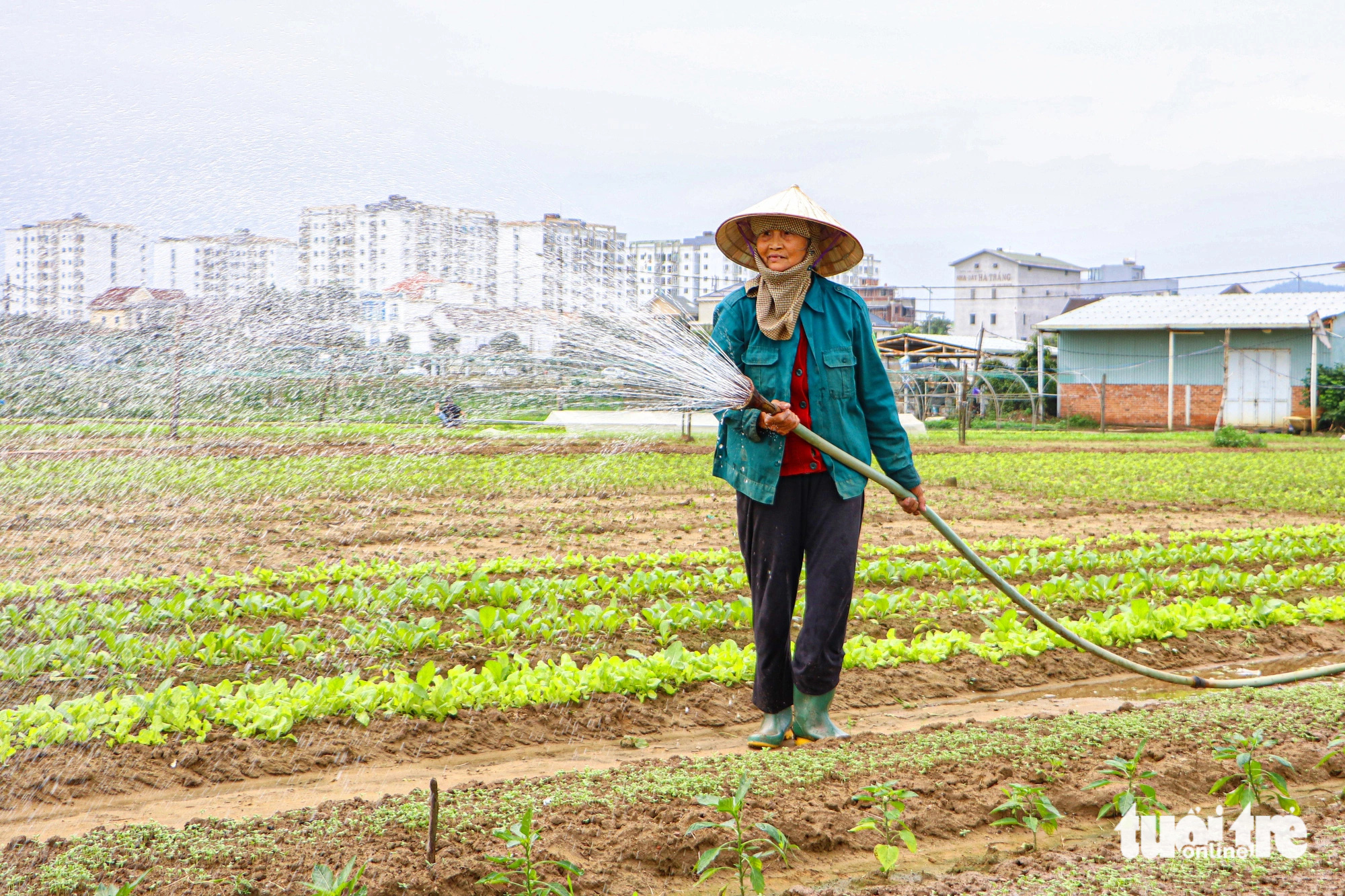 Giá rau gần Tết tăng cao, nông dân Đà Nẵng không có rau để bán - Ảnh 5.