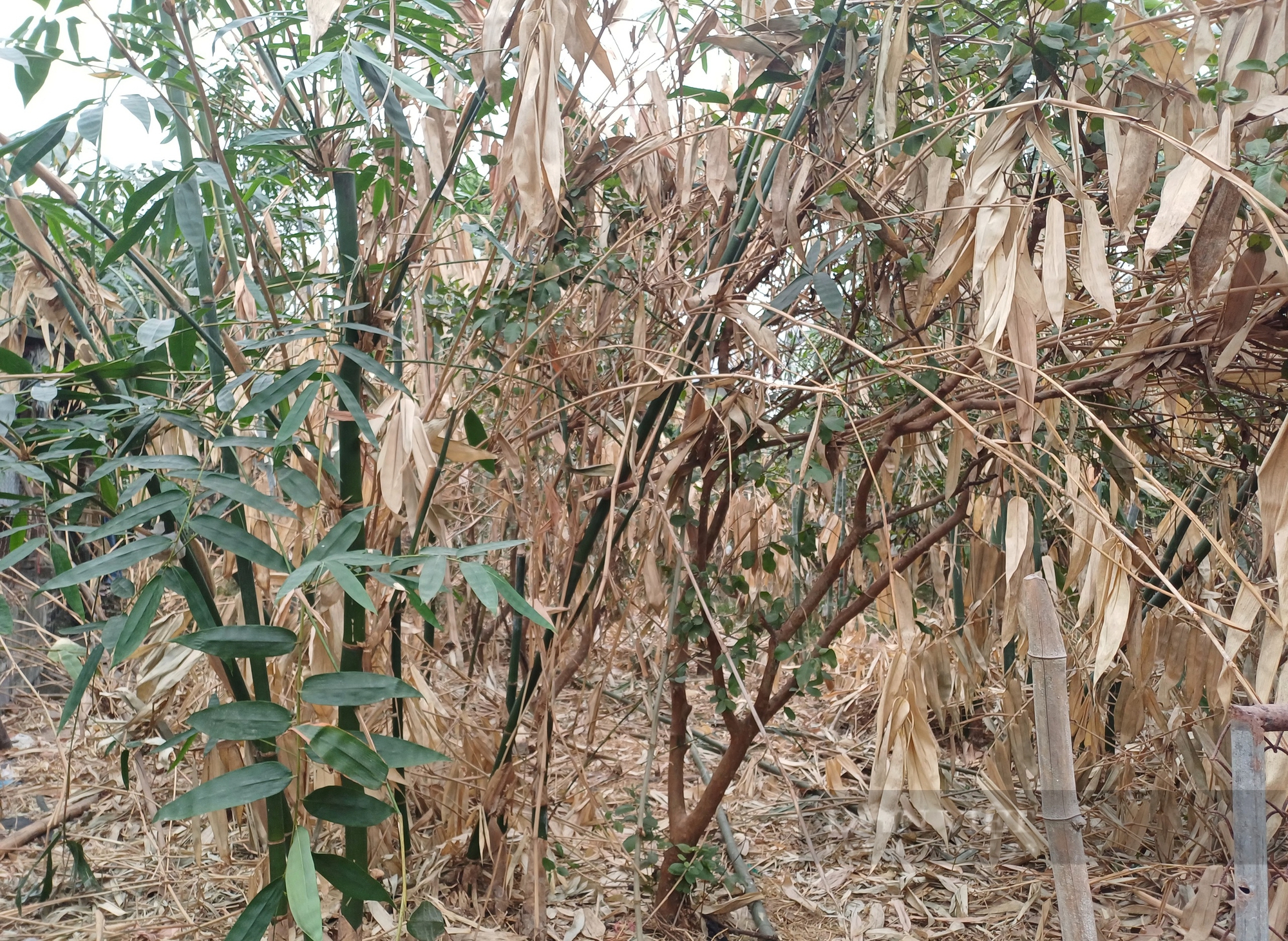 Trồng cây ăn quả kết hợp chăn nuôi, vợ chồng ông nông dân Thái Nguyên có cuộc sống an nhàn - Ảnh 3.