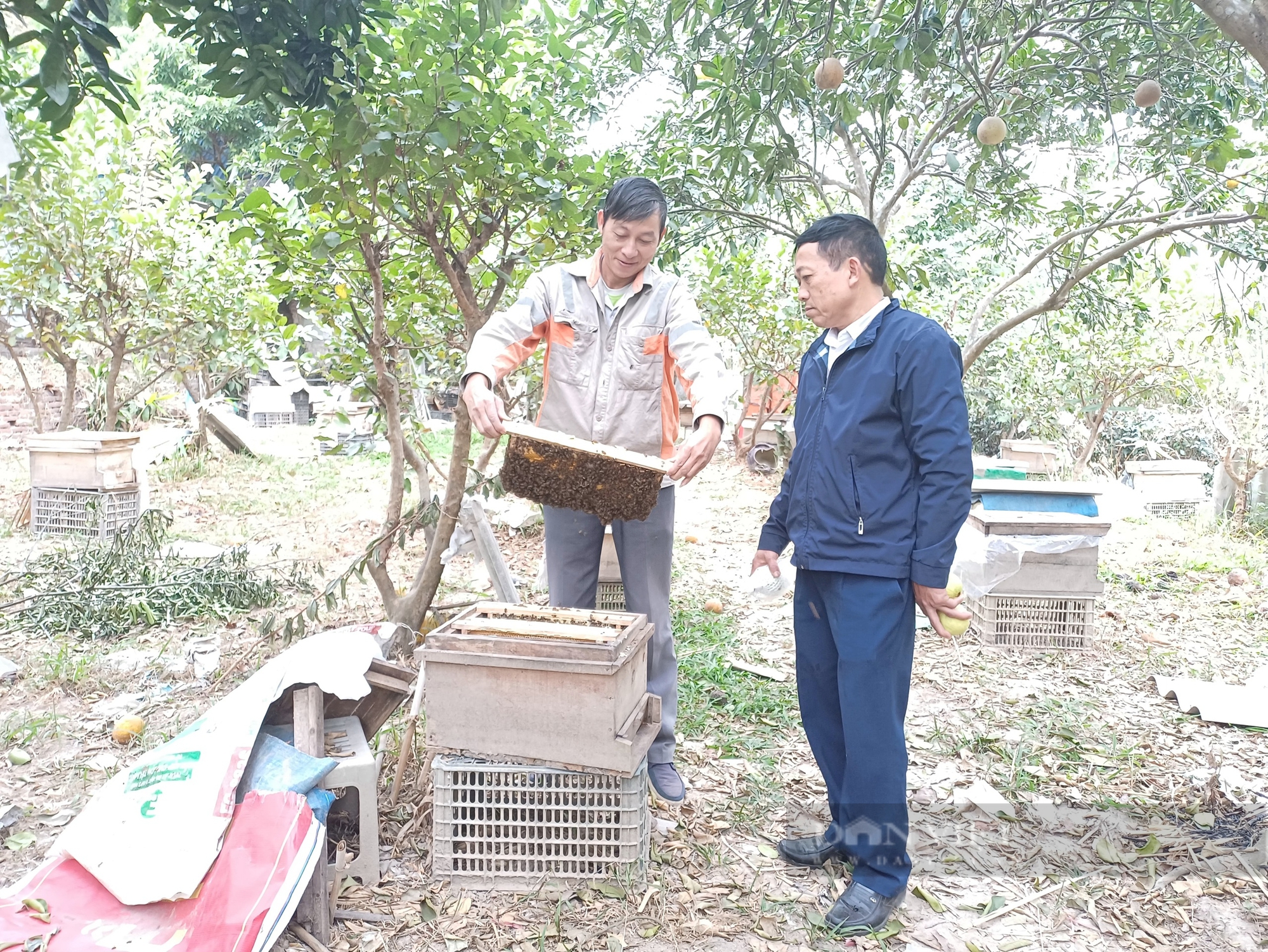 Trồng cây ăn quả kết hợp chăn nuôi, vợ chồng ông nông dân Thái Nguyên có cuộc sống an nhàn - Ảnh 5.