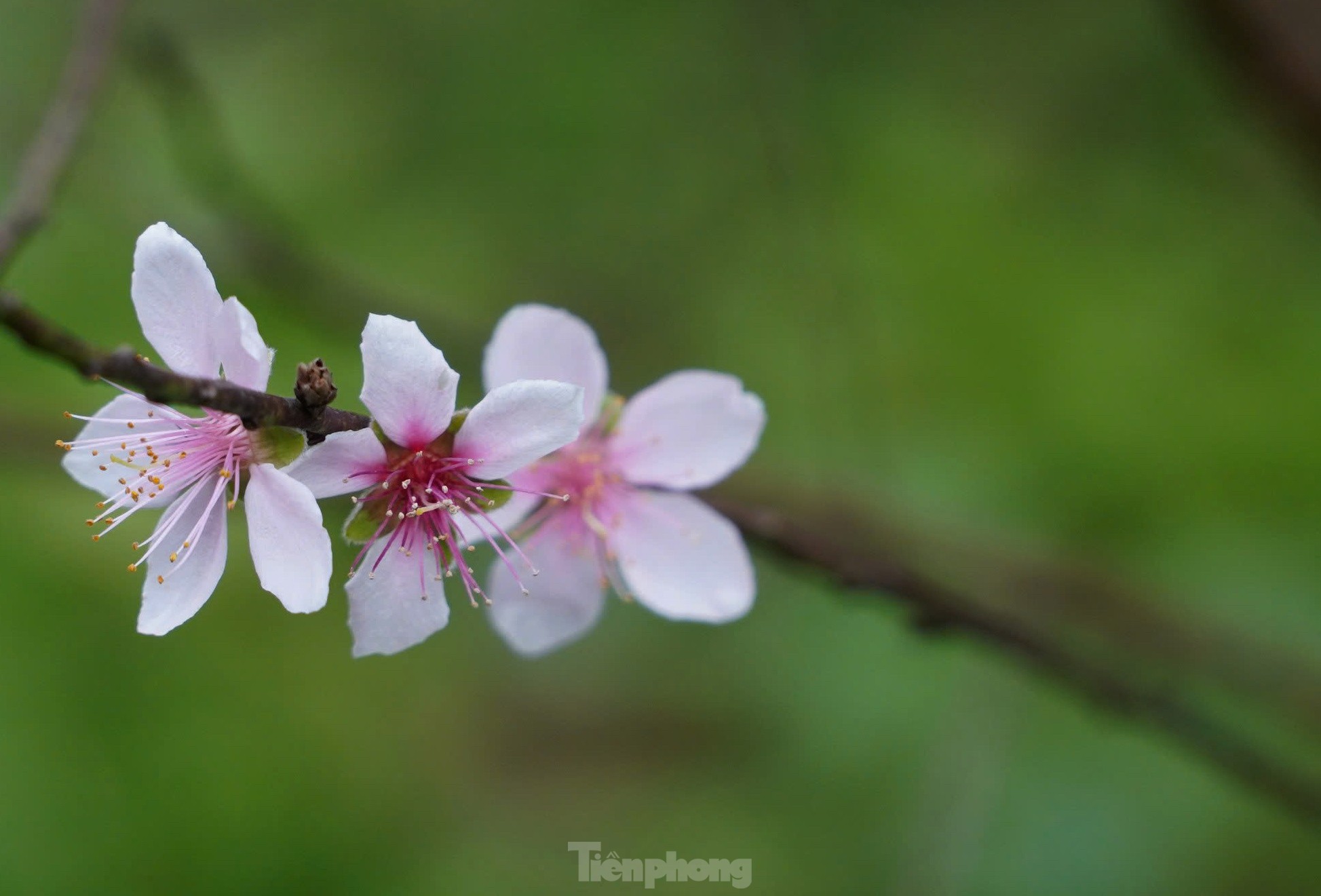 Tận thấy người dân làng đào lớn nhất Hà Tĩnh tuốt lá, dưỡng nụ đón Xuân về ảnh 9