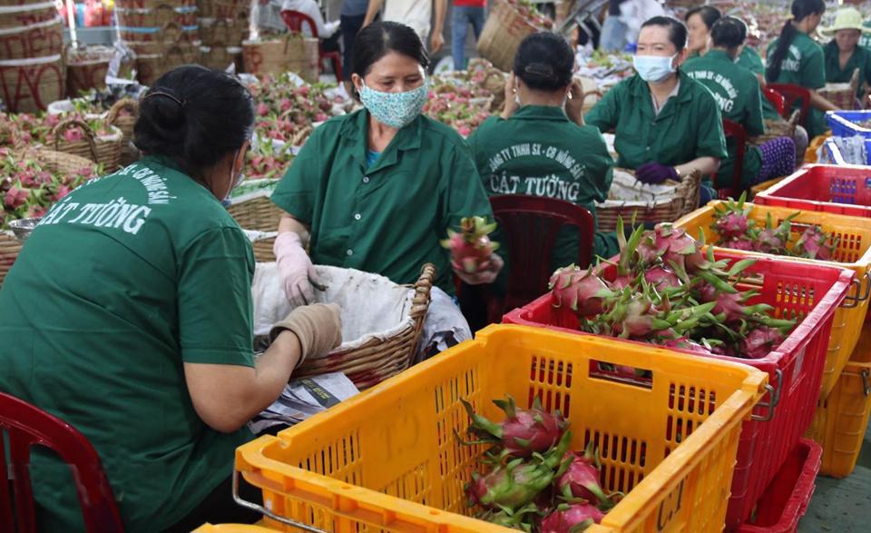 Sơ chế, đóng gói thanh long xuất khẩu. Ảnh minh họa